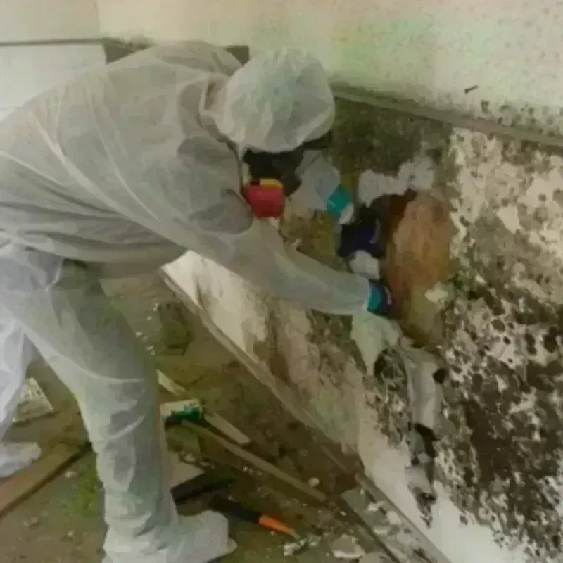 Mold Remediation and Removal in Wibaux County, MT